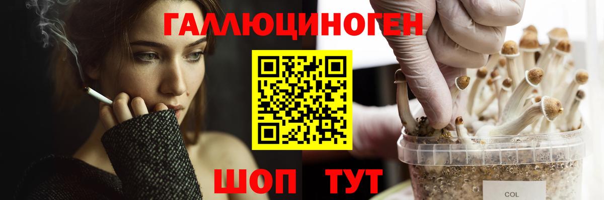 Галлюциногенные грибы Psilocybe Сафоново